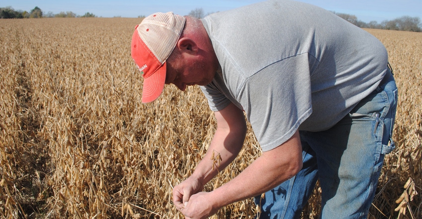 Dodge County farmer, Chad Christianson, inspects his soybeans just before harvest in early November