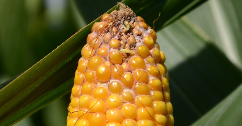 ear of corn with mold growing on the tip