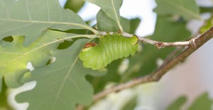A caterpillar of the Polyphemus moth feeding on a white oak leaf