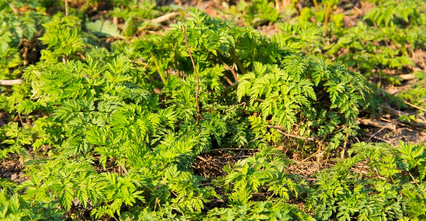 Close up of poison hemlock in a field