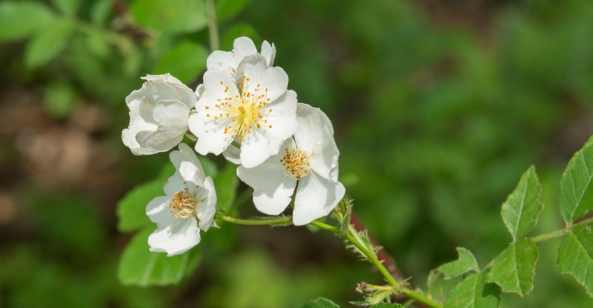 Multiflora rose Multiflora rose