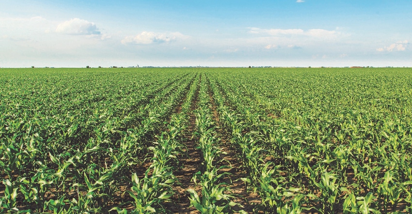 Young rows of corn in field