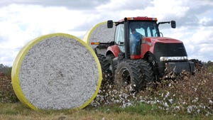 Round bales of cotton in field.