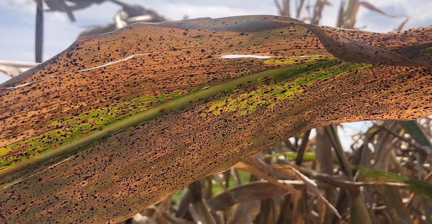 Corn leaf with tarspot in September