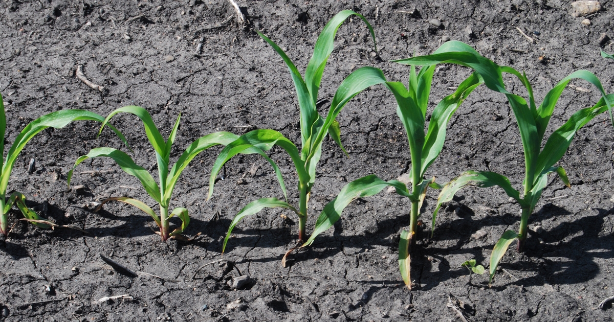 Corn rootworm egg hatch peaking in southern Iowa