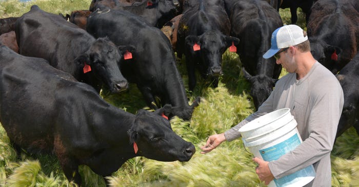 Brent Greenway feeding some of the Simmental-Angus cow herd 