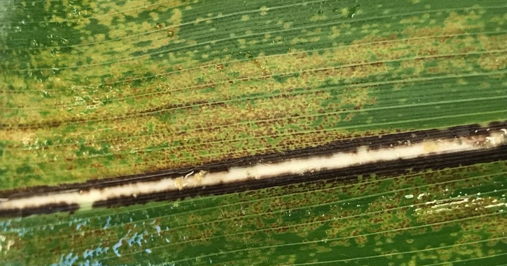 Physoderma brown spot and node rot in corn