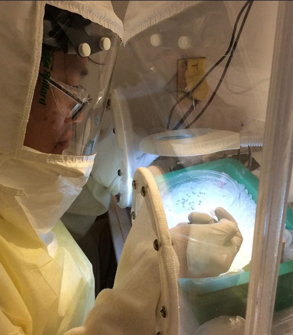 Researcher Scott Huang, working in full protective gear, uses a tiny glass needle to inoculate immobilized mosquitoes with the novel coronavirus, SARS-CoV-2 to 