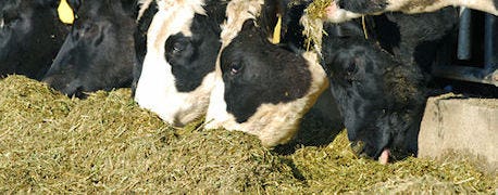 dairy_champions_generate_record_bids_michigan_livestock_expo_sale_1_634789916249590933.jpg