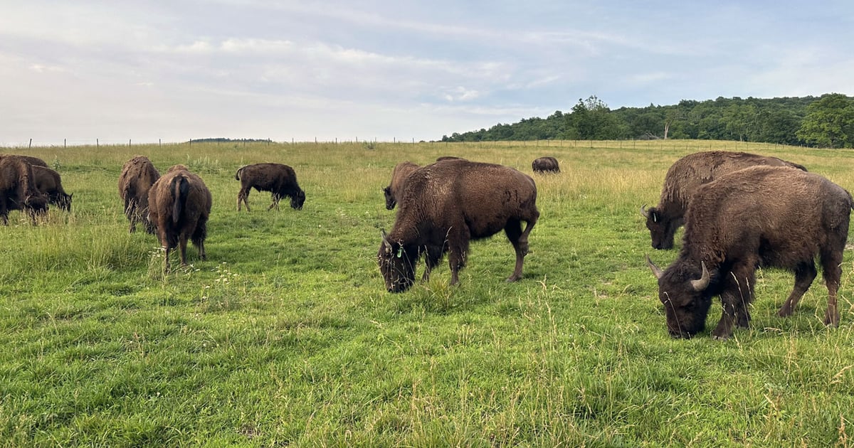 Bison Stack Raising, restoring American Bison