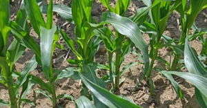 Suckers or tillers growing alongside main cornstalks 