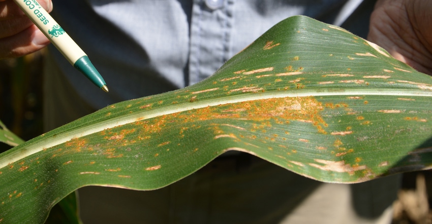 corn leaf with signs of southern rust disease