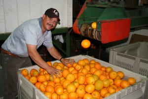 Worker with navel oranges