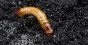 Worm in soil 