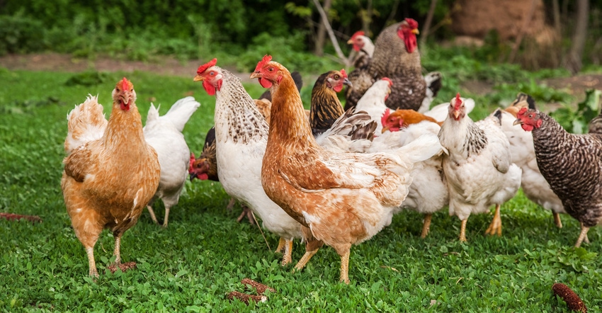 rooster and chickens in the yard on the grass