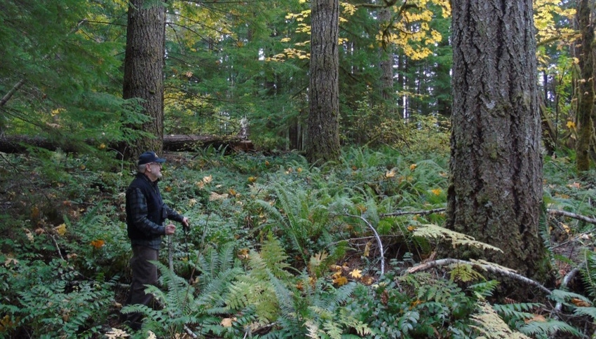 WFP-OSU-forest.jpg WFP-OSU-forest.jpg