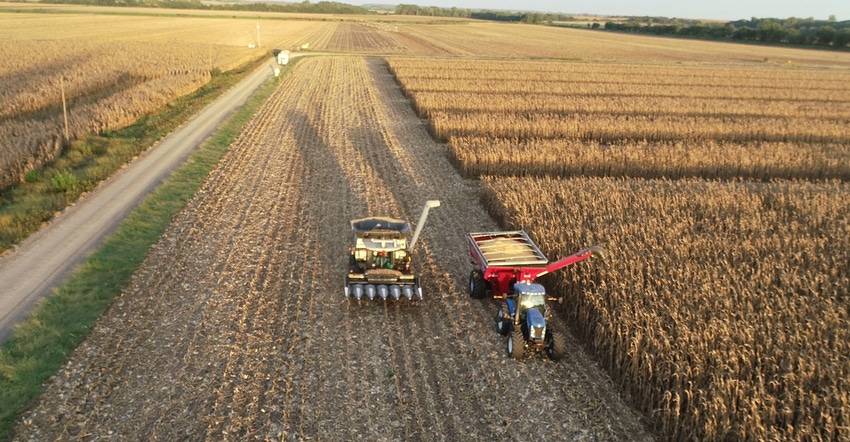 Grain being harvested