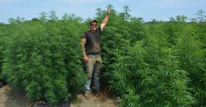 Bryan Harnish stands beside his 7-feet-tall hemp crop
