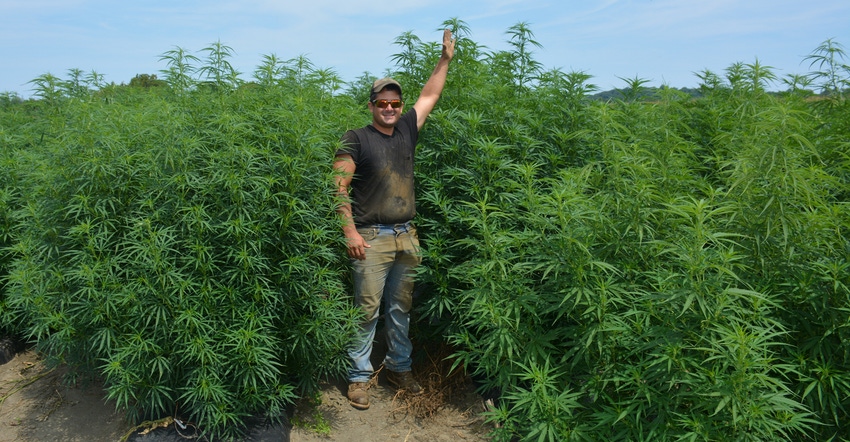 Bryan Harnish stands beside his 7-feet-tall hemp crop Bryan Harnish stands beside his 7-feet-tall hemp crop