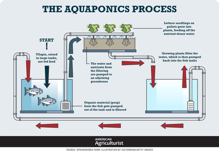 aquaponic process graphic