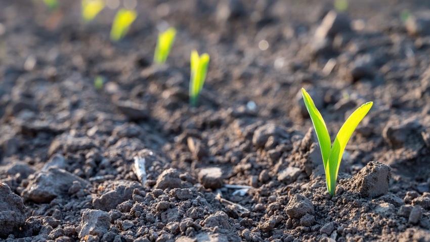 Row of seedlings emerged about 1 inch from ground