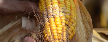 always_wanted_know_mycotoxins_never_asked_1_636162116780753790.jpg