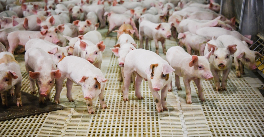 Piglets in pen Piglets in pen
