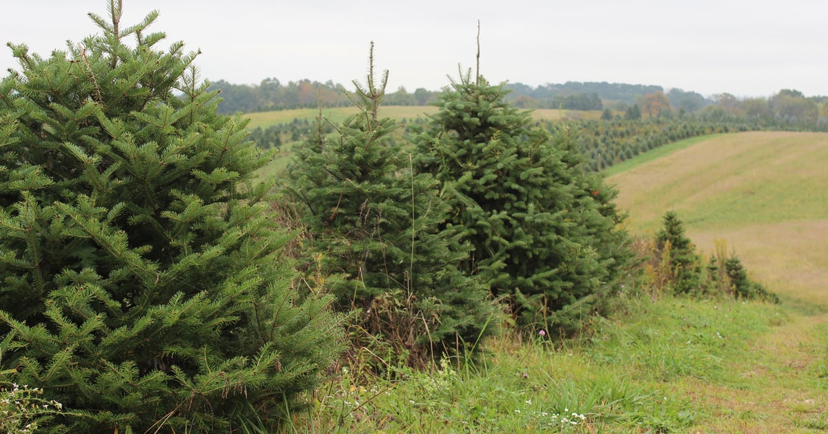 Adaptation keeps tree farm ever green | Farm Progress