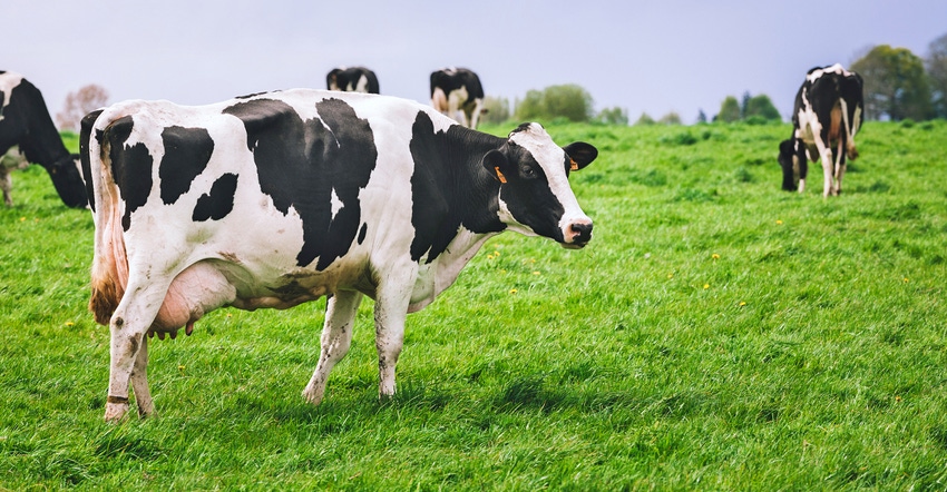 Holsteins grazing on green pasture