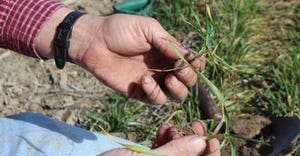 hands examine wheat plant