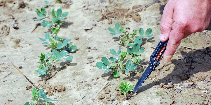 farm-progress-haire-peanut-seedling-field-2-a.jpg farm-progress-haire-peanut-seedling-field-2-a.jpg