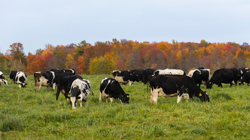 Holstein dairy cows in green pasture