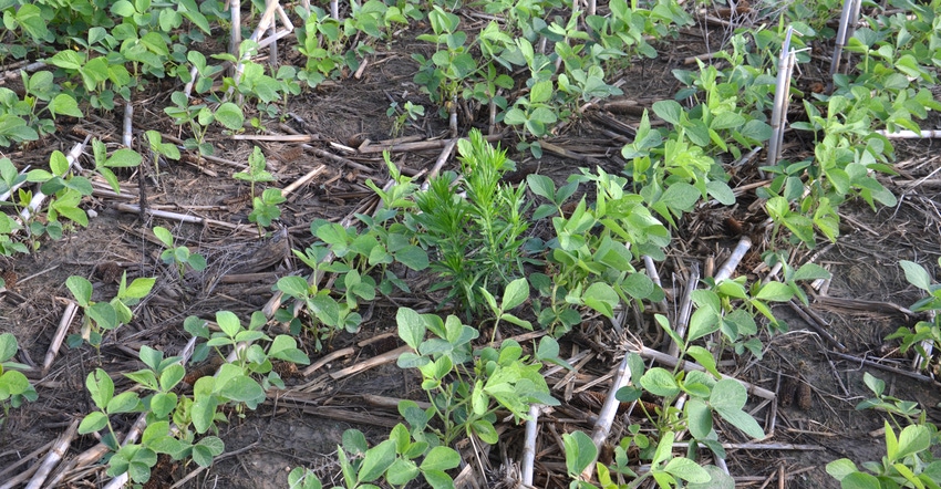 marestail mixed in with soybean plants