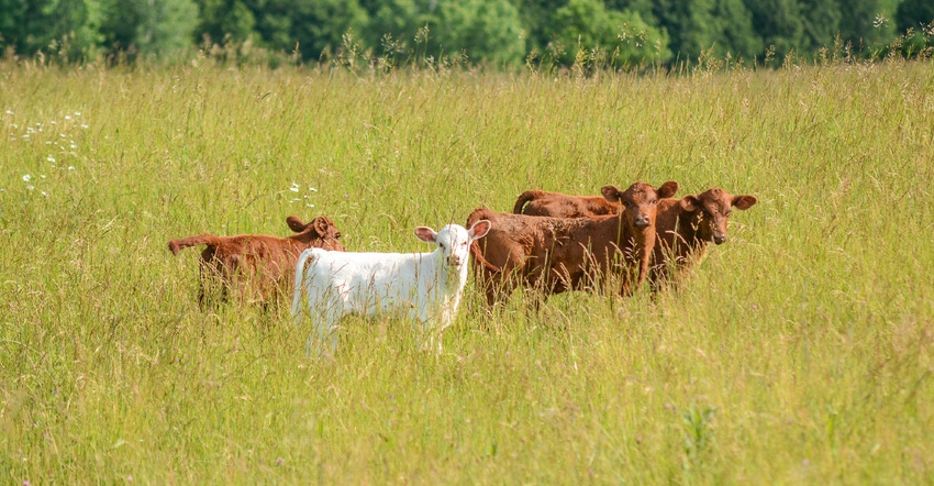 four beef calves in grassy field
