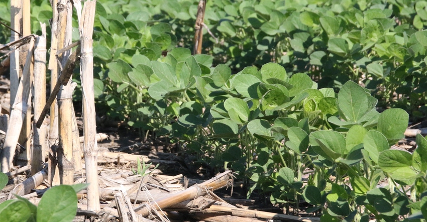 Midthun Bros. from Arlington won soybean contest producing more than 110 bushels of soybean per acre