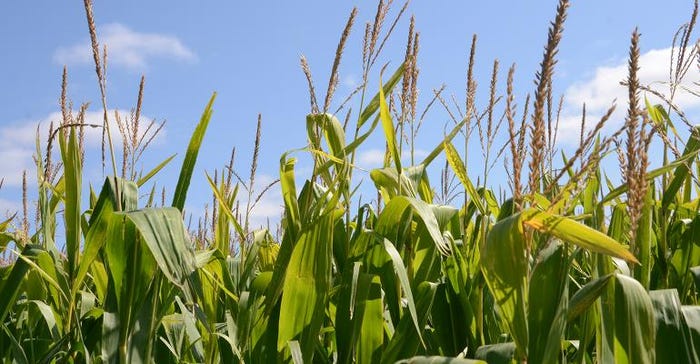 corn-uses-Vogt-0604F-2208A_0.jpg ethanol demand market impact