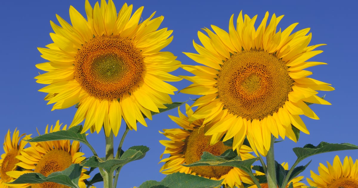 3 states score high on sunflower condition