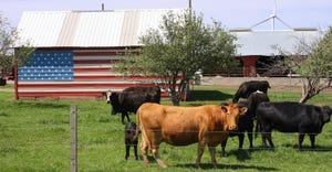 cattle in pasture and shed with American flag in background