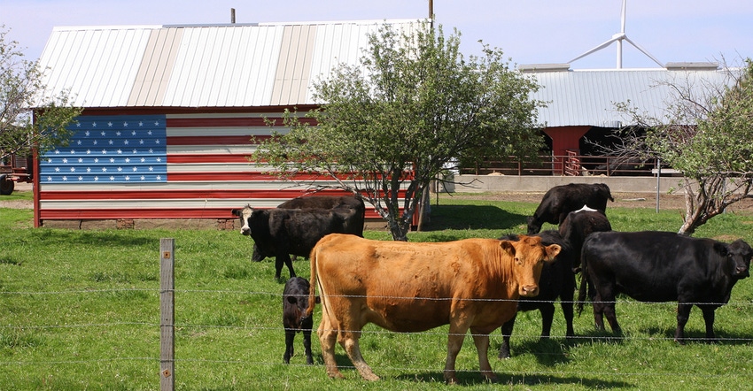 cattle in pasture and shed with American flag in background