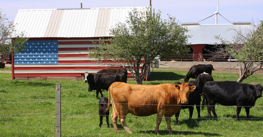 cattle in pasture and shed with American flag in background cattle in pasture and shed with American flag in background