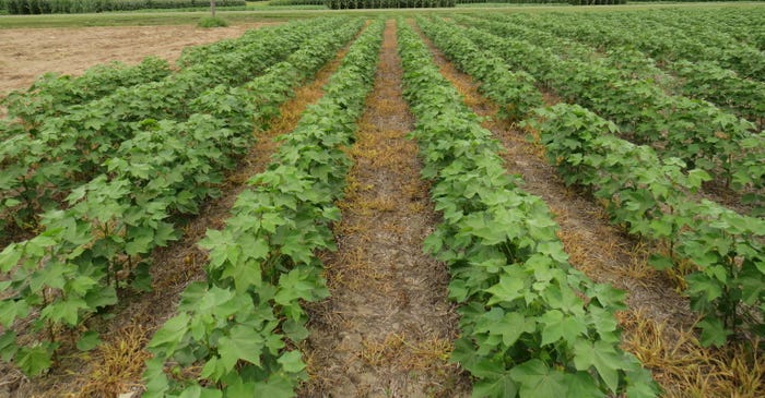 Wide-Row Cotton
