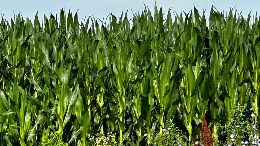 Recent rains helped corn grow quickly on this farm near Richland, Pa.
