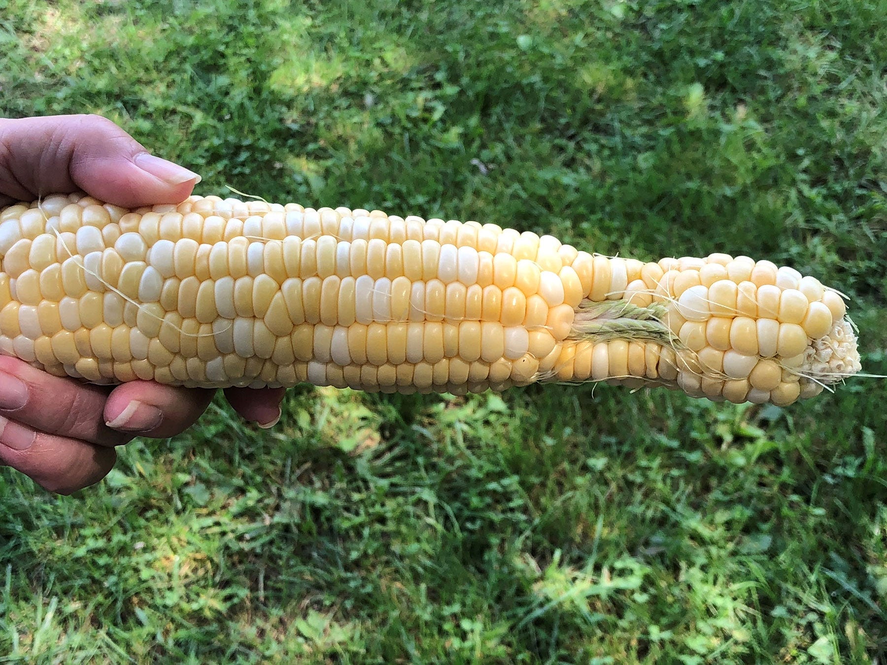 barbell-shaped corn ear