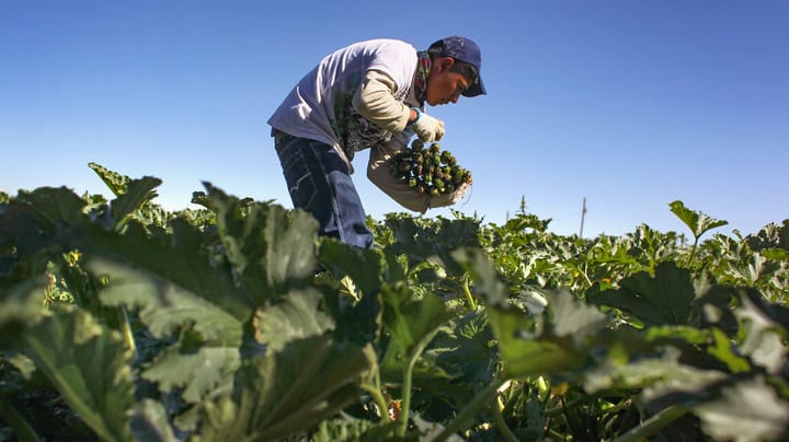 5 key farm labor strategy considerations for organic, conventional growers
