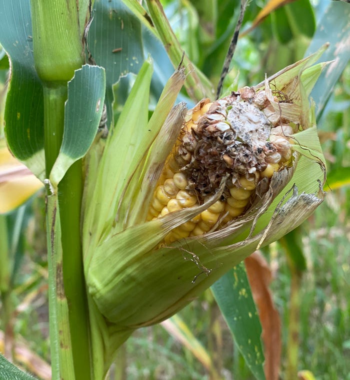 damage to ear of corn