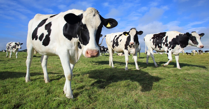 Friesian cows on pasture