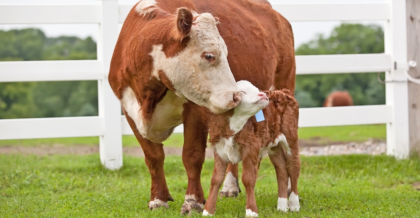 Hereford cow with calf 