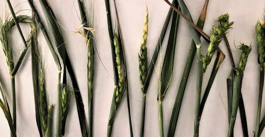 jourdan-bell-wheat-extension.jpg jourdan-bell-wheat-extension.jpg