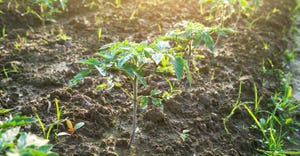 Young tomato plants grow in the field