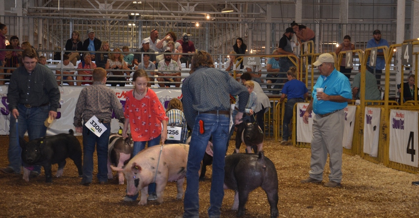 4-H kids showing hogs